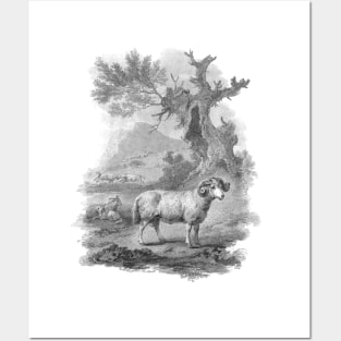 Ram in The Landscape, Vintage Farm Animal Illustration Posters and Art